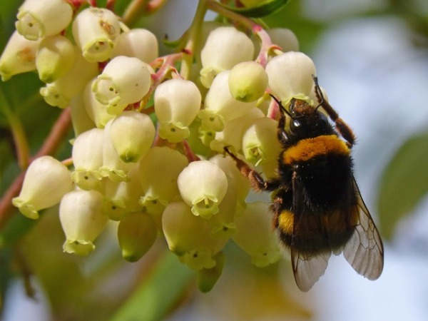 bumblebee-1758726_640